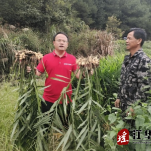 江华码市小黄姜喜获丰收