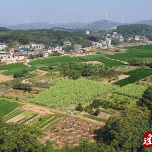 江华：甘蔗收割正当时 喜获丰收蔗农乐