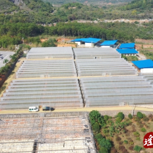 江华：烤烟大棚轮种哈密瓜获丰收