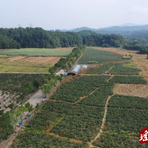 江华码市镇辇江村：“小”茄子助力乡村“大”振兴