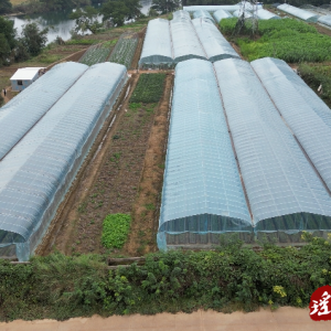 江华沱江镇天桥村：草莓抢鲜上市