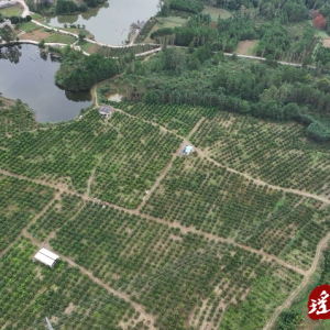 江华大圩镇良缘村：金秋砂糖橘结“富果”