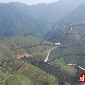 江华：备茶迎客 让更多人喝到瑶山好茶