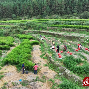 江华码市镇黄石村：闲置地种上小黄姜 产业增产又增收