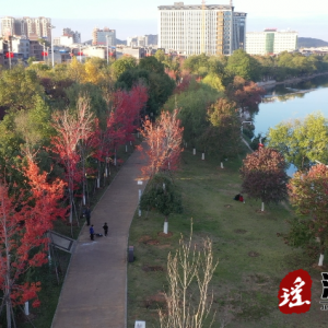 江华涔天河湿地公园：枫叶红似火