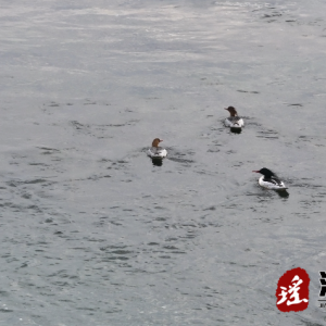 中华秋沙鸭连续三年到湖南江华涔天河国家湿地公园越冬