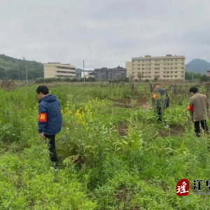 江华码市镇开展禁种铲毒踏查行动