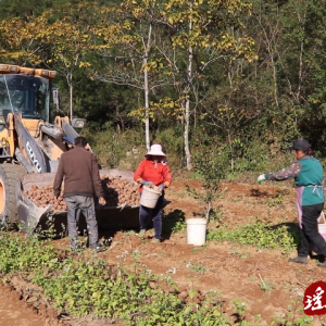 江华大圩镇大村村：红薯喜获丰收