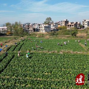 江华：供应粤港澳两千亩菜心迎丰收