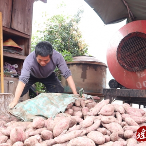 江华大圩镇：手工红薯粉产销旺
