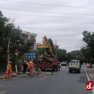 江华公路建设养护中心：截顶行道树 除安全隐患