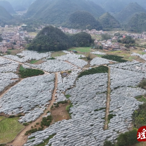 江华：应对低温天气 砂糖橘盖膜忙