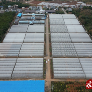江华：为烤烟“披衣加被” 确保顺利出苗