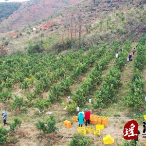 蒋联忠：荒山结出致富果 寒潮来袭采收忙