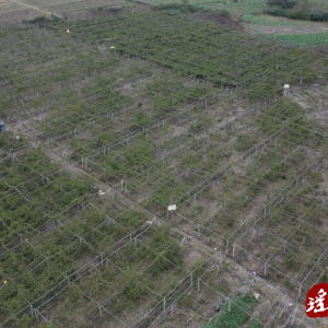江华沱江镇安堂岭村：黄金百香果喜获丰收筑起村民致富路