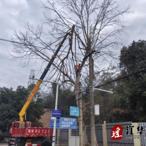 江华河路口镇：消除枯树隐患 保障师生安全