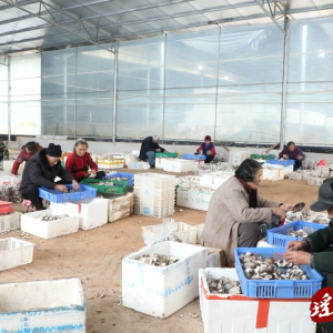 江华：冬闲人不闲 “菇”足干劲采收忙