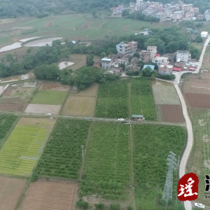江华：冬季桃园管护忙