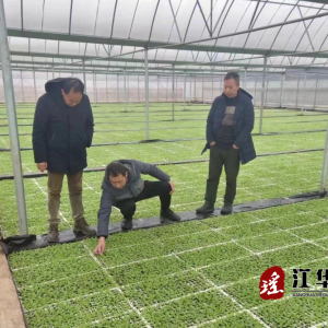 江华白芒营镇：全力做好烟苗防寒防冻工作