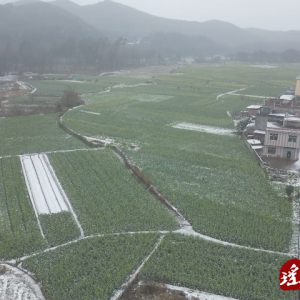2024第一场雪：油菜花开，雪满枝头