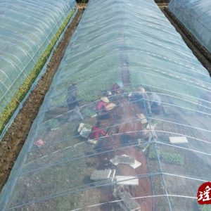 江华涔天河镇：烤烟二段育苗忙
