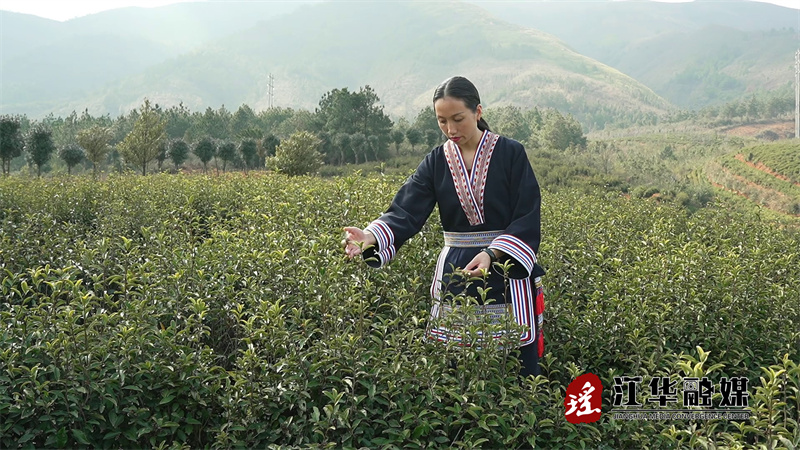 伍燕林：助推江华苦茶产业发展2.24[00-00-17][20240224-16574026].jpg