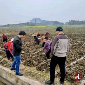 江华沱江镇：生产春耕正当季 烤烟移栽掀热潮