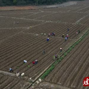 江华：人勤春来早 烤烟移栽忙