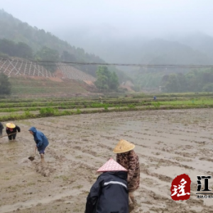 江华桥市乡：深入贯彻“五五”工作法 打好粮食生产主动仗