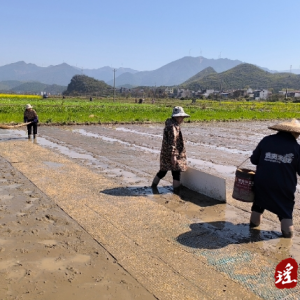江华沱江镇：春回大地万物苏 播种育秧春耕忙