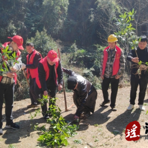 江华水口镇茅坪村开展义务植树活动