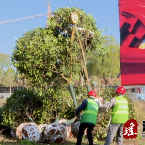 江华：补植补栽添绿色 绿化美化再提升