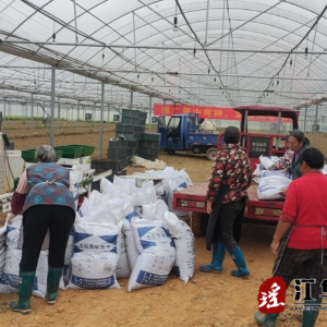 江华沱江镇：早稻生产进行时