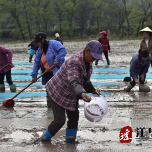 江华小圩壮族乡：早稻育秧正当时 粮食安全有保障