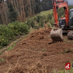 江华大圩镇和平村：清除果树恢复粮田