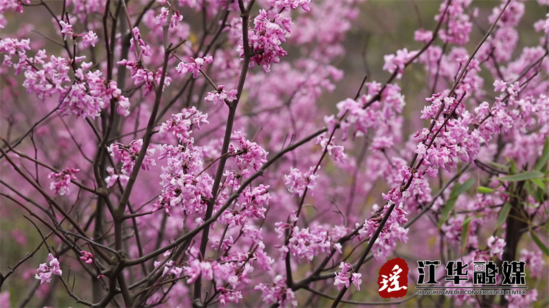 江华：野生紫荆花浪漫绽放[00-00-26][20240320-094801580].jpg