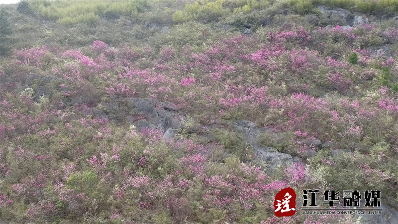 江华：野生紫荆花浪漫绽放[00-00-13][20240320-094808198].jpg