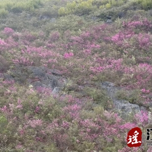 江华沱江镇山毫云：野生紫荆花浪漫绽放