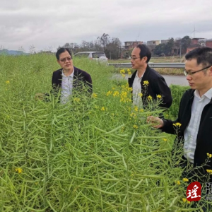 江华多部门开展2024年冬油菜生产情况调研