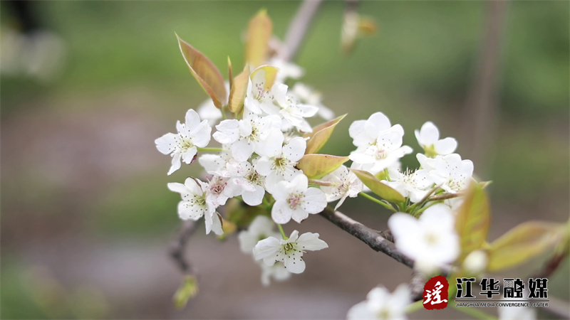 江华：梨花竞相开 果农授粉忙[00-02-34][20240327-110248974].jpg