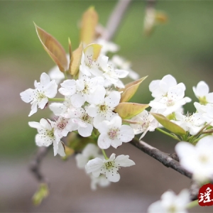 江华：梨花竞相开 果农授粉忙