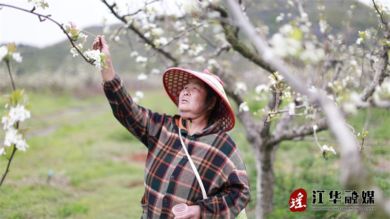 江华：梨花竞相开 果农授粉忙[00-01-46][20240327-110229259].jpg