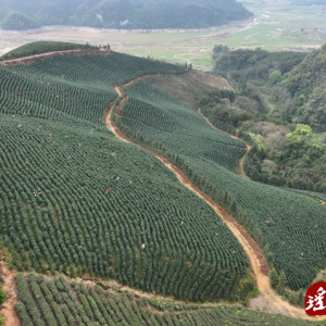 江华小圩壮族乡崇江村：上春山采春茶 茶韵飘香促振兴
