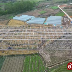 卢喜翠：抢建育秧大棚 种植水稻大发展