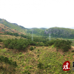江华：春天的味道 胡葱飘香