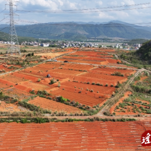 江华：大豆玉米带状复合种植实现一地双丰收