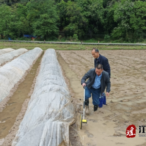 江华小圩壮族乡2024年早稻生产集中育秧验收工作圆满完成
