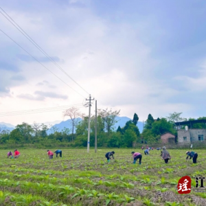 江华：不负农时不负春 田间绽放“她”力量