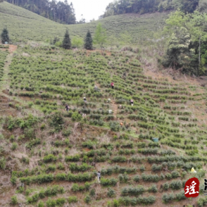 江华湘江乡：春茶采摘促振兴