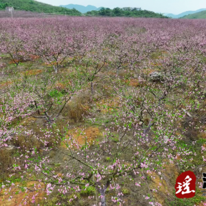 江华大路铺：千亩青桃开出致富花